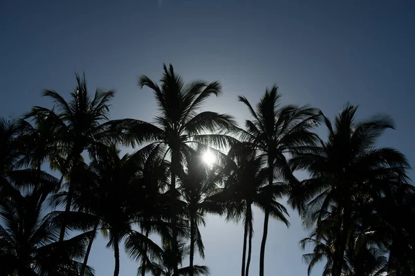 日当たりの良い熱帯の楽園とヤシの風景。熱帯ヤシの葉の背景には、ヤシの木。夏の熱帯の島、休暇のパターン. — ストック写真