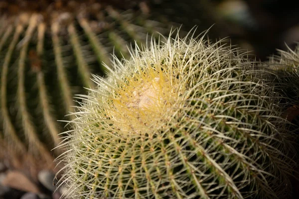 Kaktus backdround, kaktusdesign eller cactaceae mönster. — Stockfoto
