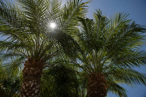 Gröna löv mönster struktur i en djungel. Palmblad struktur, palm kokos lövverk natur grön bakgrund. — Stockfoto