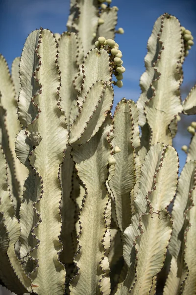 Cactus backdround, cacti design or cactaceae pattern. — Stock Photo, Image