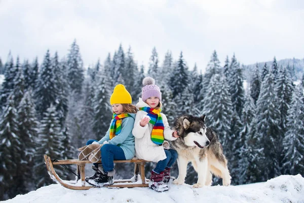 Ragazzo divertente e ragazza divertirsi con una slitta in inverno. Bambini carini che giocano nella neve con il cane husky. Attività invernali per bambini. — Foto Stock