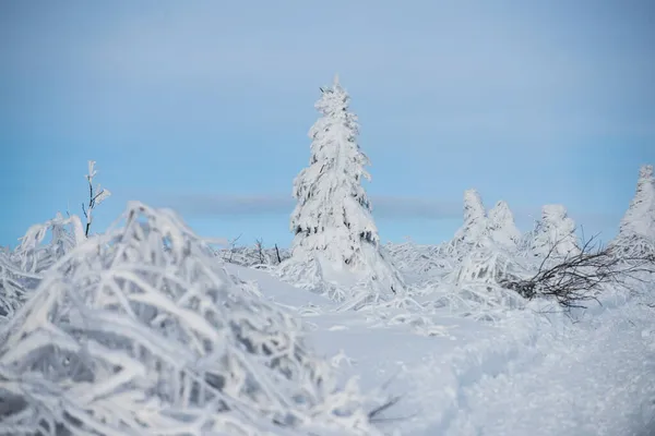 Winter background of snow and frost with free space for your decoration. Winter scene. — Stock Photo, Image