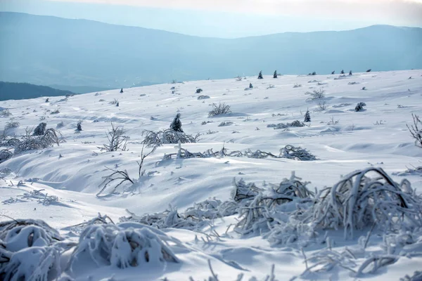 Fondo de naturaleza de invierno. Bosque de Navidad de invierno con nieve y árboles que caen. —  Fotos de Stock