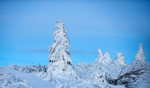 Zimowy krajobraz z drzewami pokrytymi śnieżnym mrozem. Natura zimowa. — Zdjęcie stockowe