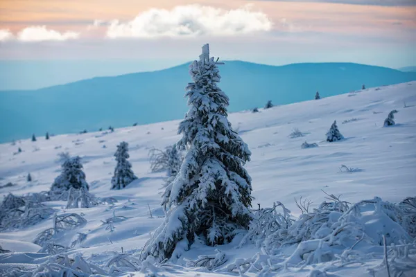 Bosque de Navidad de invierno con nieve y árboles que caen. Naturaleza de invierno para el diseño. —  Fotos de Stock