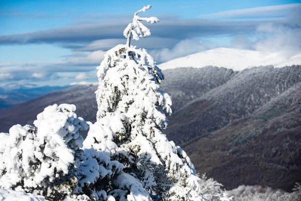 Vacaciones de invierno y viajes. Bosque de Navidad de invierno con nieve y árboles que caen. Tarjeta de felicitación de Navidad. —  Fotos de Stock