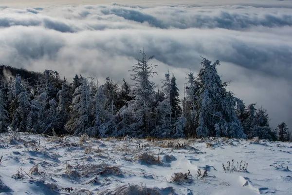 Зима с покрытыми морозами деревьями в сугробах. Волшебный зимний лес. Природный пейзаж с красивым небом. Зимняя природа для дизайна. — стоковое фото