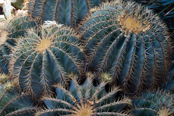 Gymnokalyciumkaktus. Kaktus-, kaktus- eller cactaceae-mönster. — Stockfoto