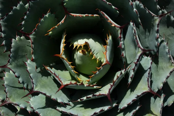 Kaktus backdround, kaktusdesign eller cactaceae mönster. — Stockfoto