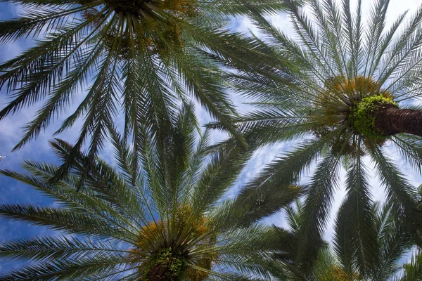 Palmer bakgrund på sol ljus himmel. Tropisk palm med solljus på himlen abstrakt bakgrund. Sommar semester och natur resor äventyr koncept. — Stockfoto