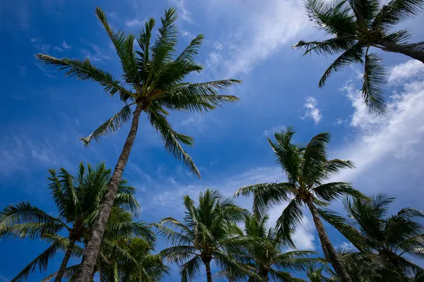 Tropical trees background. Tropical backdrop on sun light sky. — Stock Photo, Image