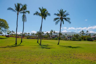 Gökyüzünde güneş ışığı olan tropik palmiye ağacı soyut bir arkaplan. Yaz tatili ve doğa yolculuğu macera konsepti. Palmiye manzarası.
