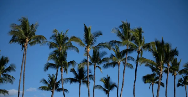 空の抽象的な背景に太陽の光と熱帯ヤシの木。夏休みと自然旅行の冒険の概念。ヤシの熱帯デザイン. — ストック写真