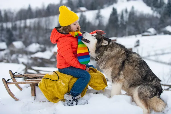 Gelukkige kinderen hebben plezier met husky hond en rijden op de slee in de winter besneeuwd bos, genieten van het winterseizoen. Wintervakantie en actief winterweekend, gezinsactiviteiten. — Stockfoto