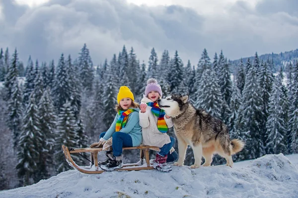 Bambini ragazzo e bambina con il cane husky godendo di un giro in slitta. Bambini che insieme fanno slittino, giocano all'aria aperta sulla neve in montagna in inverno. Bambini fratello e sorella in vacanza di Natale. — Foto Stock