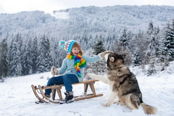 Aktywna zima na świeżym powietrzu gry dla dzieci z psem. Wesołych Świąt. Chłopiec cieszący się zimą, bawiący się saniami w zimowym lesie. — Zdjęcie stockowe