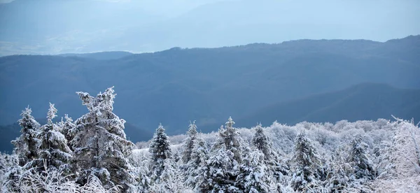 Zimowy las Bożego Narodzenia z opadającym śniegiem i drzewami. Krajobraz zimą. — Zdjęcie stockowe