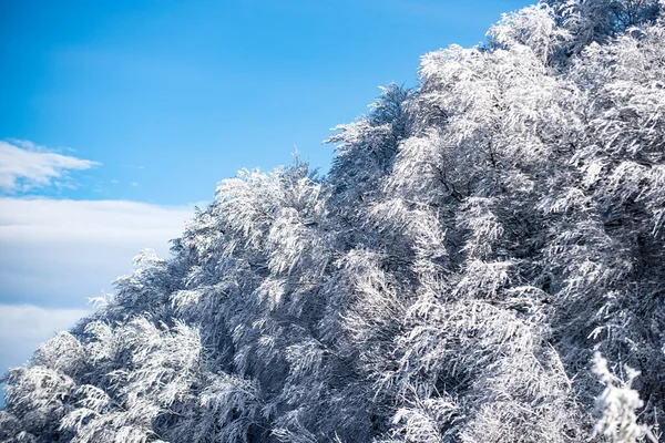 圣诞贺卡。冬日的冰雪背景，为您的装饰留有空间. — 图库照片