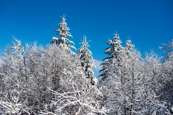 冬日的景象,雪地的森林.冬天的风景，雪蒙蒙的背景下结霜的树木的冬天的风景. — 图库照片