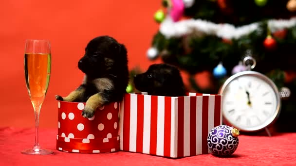 Cachorro en Navidad. Dos cachorros divertidos en una caja de regalo para Navidad. Divertido perrito mascota para Año Nuevo. — Vídeos de Stock