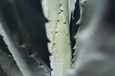 Agave 'ı kapatın. Çöl sırtında kaktüs, kaktüs ya da kaktaceae deseni. Agave kaktüsü.