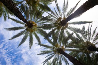 Tropik palmiye yaprağı arka planı, hindistan cevizi palmiyeleri. Yaz tropik adası, tatil düzeni. Avuç içi yeşili arkaplan.