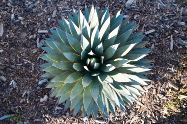 Agave yeşili. Kaktüs sırtı, kaktüs tasarımı ya da kaktaceae deseni.