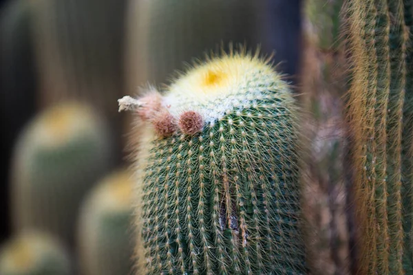 Gymnokalyciumkaktus. Kaktus-, kaktus- eller cactaceae-mönster. — Stockfoto