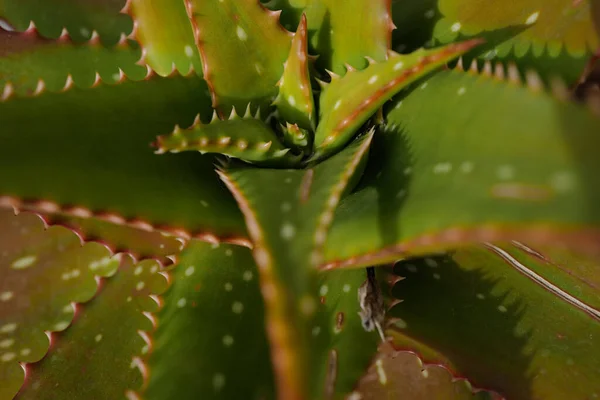 Αλόη βέρα. Σχέδιο κάκτων backdround, cacti ή cactaceae. — Φωτογραφία Αρχείου