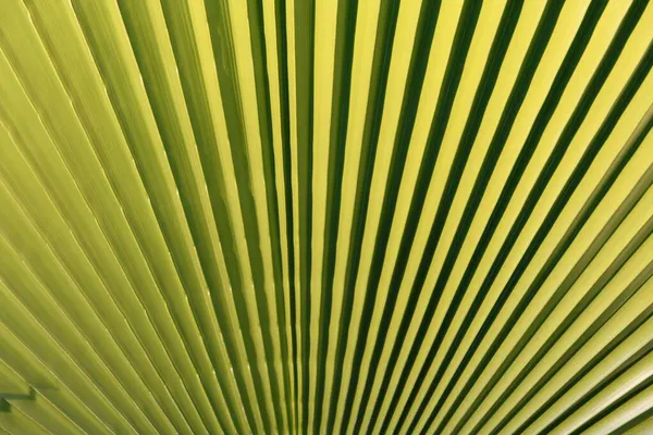 Tropisk bladstruktur, palmblad natur grön bakgrund. Grön natur. — Stockfoto