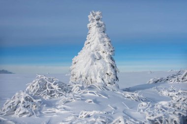 Çam kaplı kar, yılbaşı ağacı. Karlı kış Noel manzarası. Yeni Yıl duvar kağıdı.
