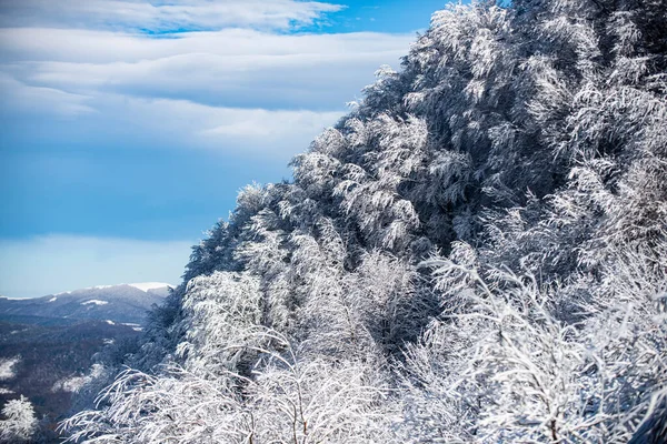 Świąteczna kartka. Zimowy las Bożego Narodzenia z opadającym śniegiem i drzewami. — Zdjęcie stockowe
