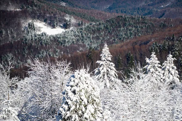 冬休みと旅行。雪の霜で覆われた木々と冬の風景. — ストック写真