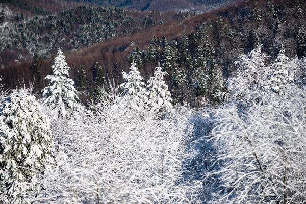 Zimowe wakacje i podróże. Zima z pokrytymi drzewami mrozu w zaspy śnieżne. Magiczny zimowy las. Naturalny krajobraz z pięknym niebem. — Zdjęcie stockowe