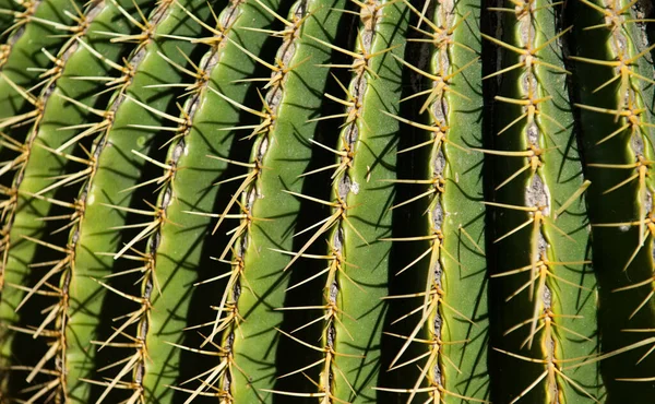 Nahaufnahme von Kakteen, Kakteen oder Kaktusgewächsen. Kakteen mit Stacheln. — Stockfoto