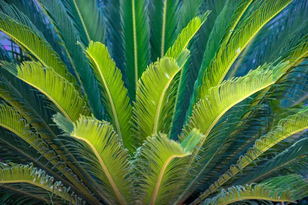 Palmblad bakgrund, naturlig grön konsistens med palmblad bakgrund. Tropiska trädens utformning. — Stockfoto