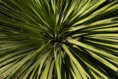 Agave kaktüsü. Kaktüs sırtı, kaktüs tasarımı ya da kaktaceae deseni.