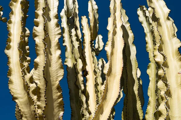 Kaktus i öknen på sky backdround, kaktusar eller cactaceae mönster. — Stockfoto
