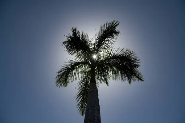 パーム壁紙だ。空の熱帯ヤシのヤシの木、自然背景. — ストック写真