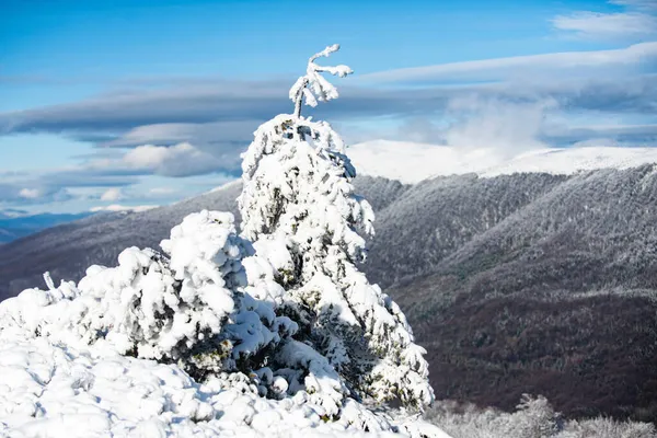 Tarjeta de felicitación navideña. Paisaje invernal, escena invernal de árboles helados sobre fondo nevado brumoso. —  Fotos de Stock