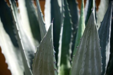 Agave, kaktüs sırtı, kaktüs ya da kaktaceae deseni..