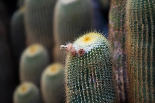 Kaktus flover backdround, kaktusar eller cactaceae mönster. — Stockfoto