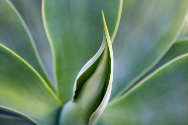 Agave kaktüsü. Kaktüs sırtı, kaktüs tasarımı ya da kaktaceae deseni.