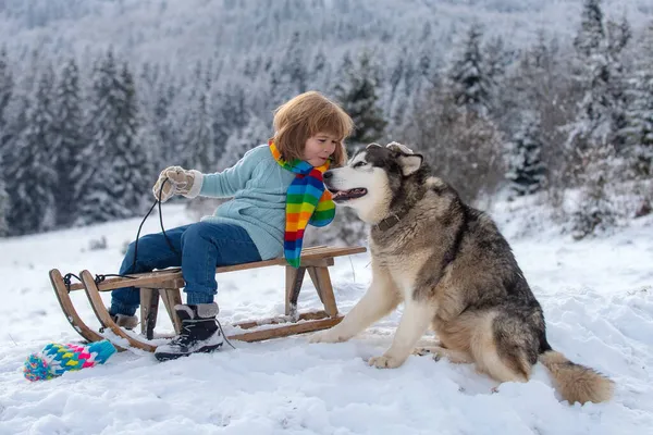 Garçon luge sur la montagne d'hiver, profitant d'une balade en traîneau dans un magnifique parc d'hiver enneigé. Enfants étreinte chien husky. — Photo