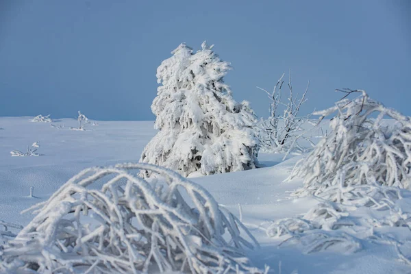Zimní scéna. Zimní krajina, zimní scéna mrazivých stromů na zasněženém mlhavém pozadí. — Stock fotografie