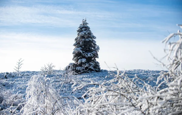 Sosna pokryta śniegiem, choinka. Zimowy krajobraz, mroźna scena mroźnych drzew na śnieżnym tle. — Zdjęcie stockowe