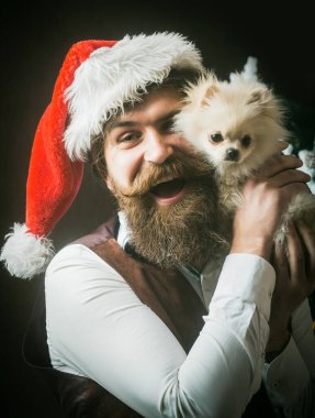 Noel Baba ve evcil hayvan. Yeni yıl köpeği, komik heyecanlı adam köpek yavrusunu tutuyor. Köpek yılı kış tatili ve xmas. Pomeranian Spitz.