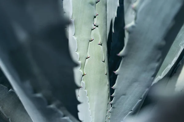 Aloe vera växt, makro av aloe örter. — Stockfoto