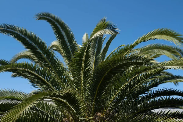 Palmeira tropical com luz solar no céu fundo abstrato. Verão férias e natureza viagem aventura conceito. Textura das palmas. — Fotografia de Stock