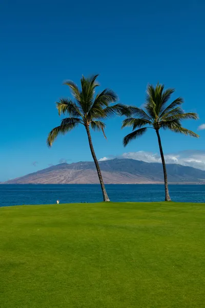 Palms isla paraíso fondo de pantalla. Palmeras en el cielo azul, palmeras en la costa tropical, cocoteros. — Foto de Stock